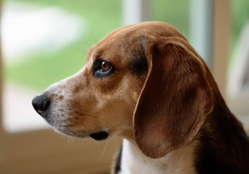 Nederlandse naam beagle: wat is de officiële benaming?