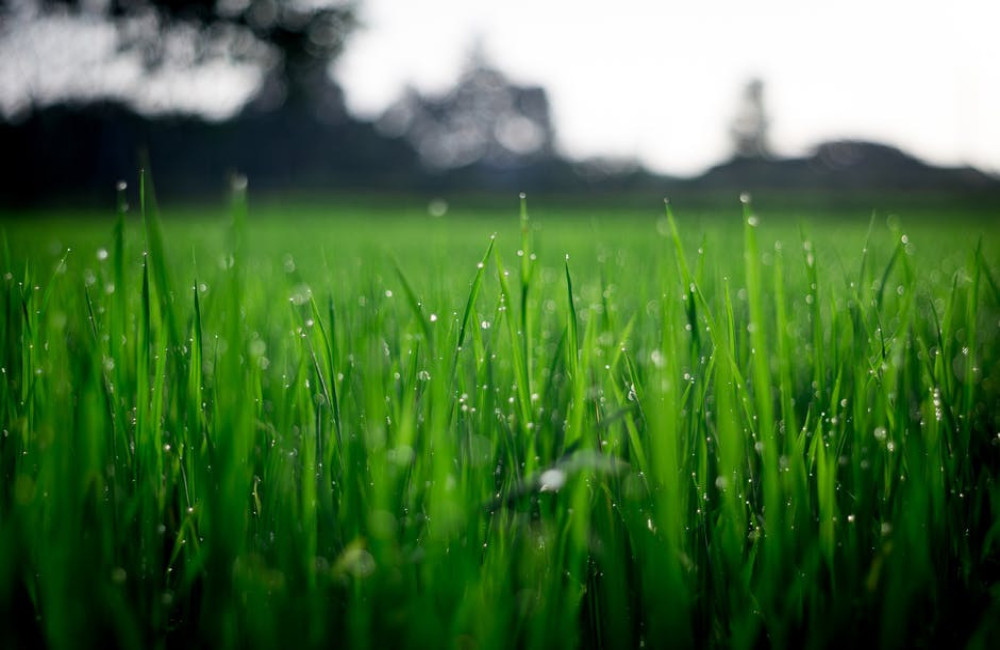 Hoe maak je jouw tuin onderhoudsarm en stijlvol tegelijk?
