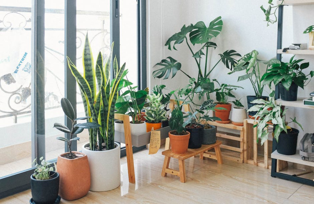 Groen en gezellig? Grote kamerplanten en hangplanten voor jouw interieur!