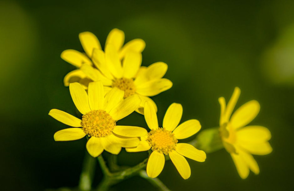 Gele bloemen met lange steel: kies op vaaslengte, niet kleur