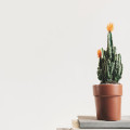 Hoe je kunstplanten moet verzorgen