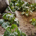 4 manieren om het uiterlijk van je tuin te verbeteren