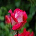 Dit zijn de 5 bloementrends voor in jouw tuin