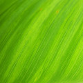 Hoe kies je de juiste groene muurverf voor elke kamer in huis?