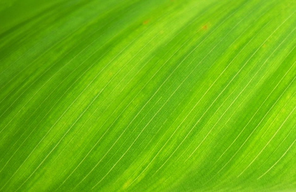 Hoe kies je de juiste groene muurverf voor elke kamer in huis?
