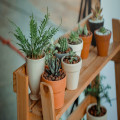 Meer groen in je huis, lees hier 2 inspiratie tips